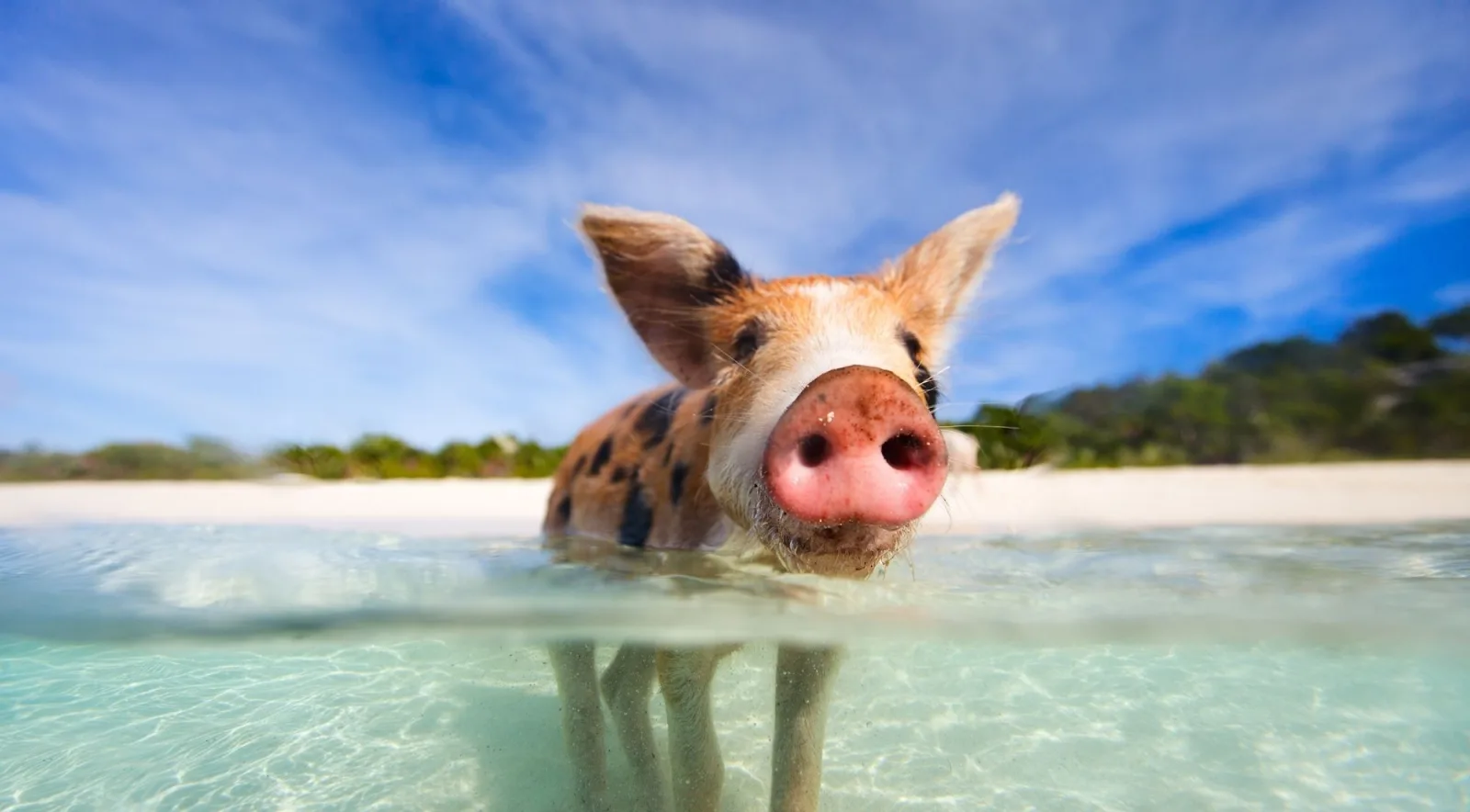 A spotted pig standing chest-deep in clear shallow water, photographed at eye level from the surface