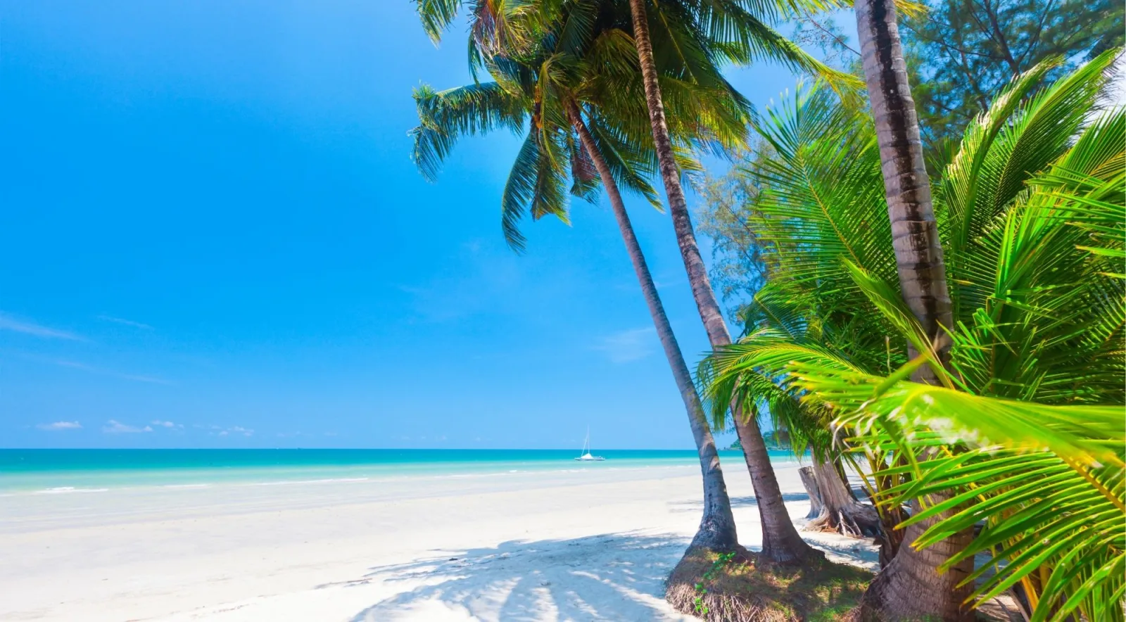 Coconut palms leaning over an empty white-sand beach with a catamaran anchored offshore