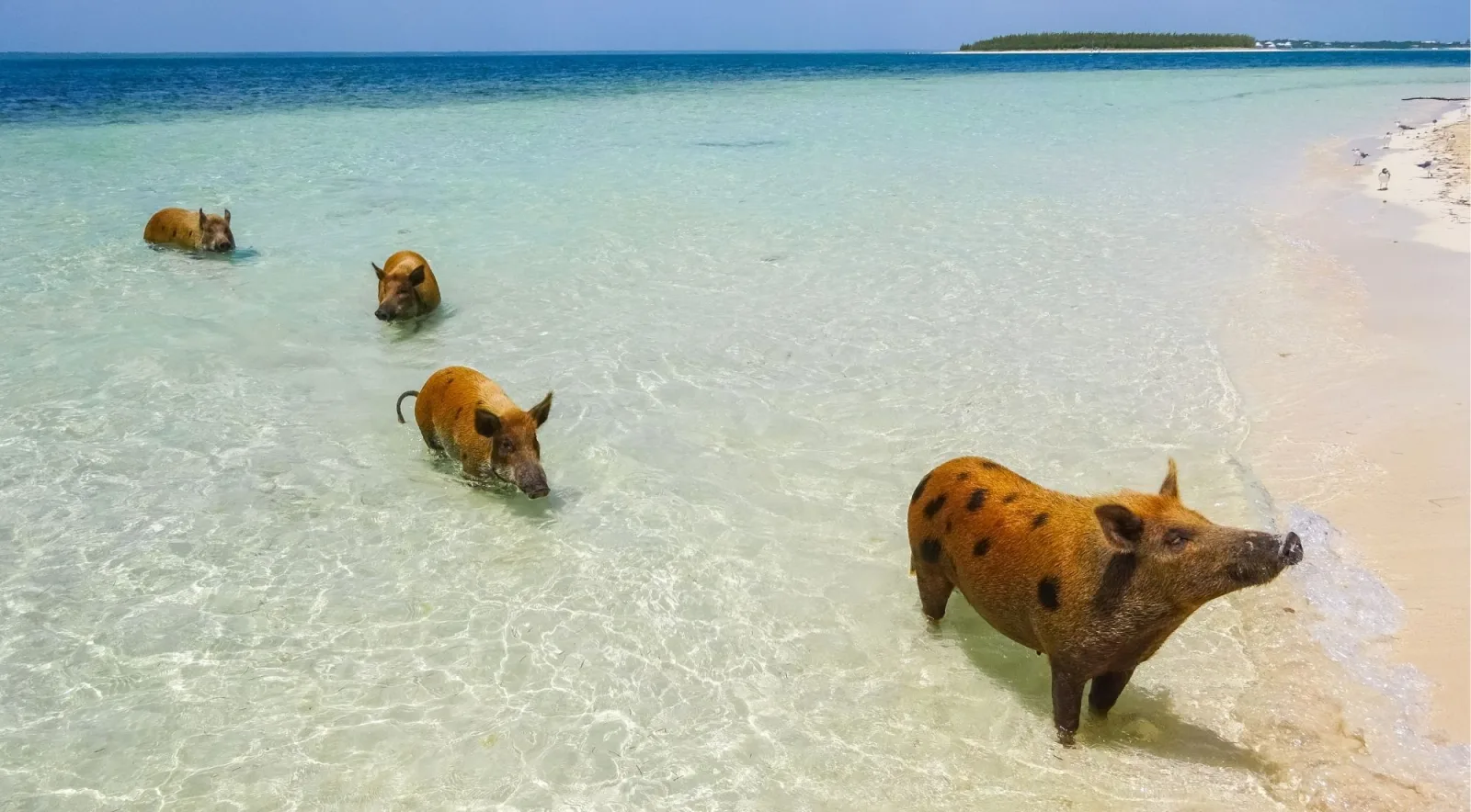 Four pigs wading out from a white-sand shoreline into clear shallow water, with deep blue sea beyond