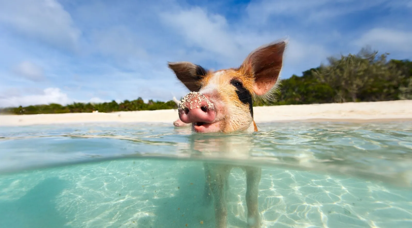 A pig with sand on its snout swimming in turquoise shallows, half above and half below the waterline