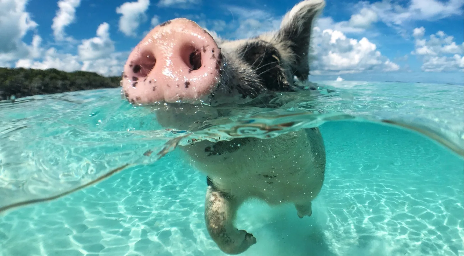 Underwater view of a pig paddling through clear turquoise water, its snout breaking the surface