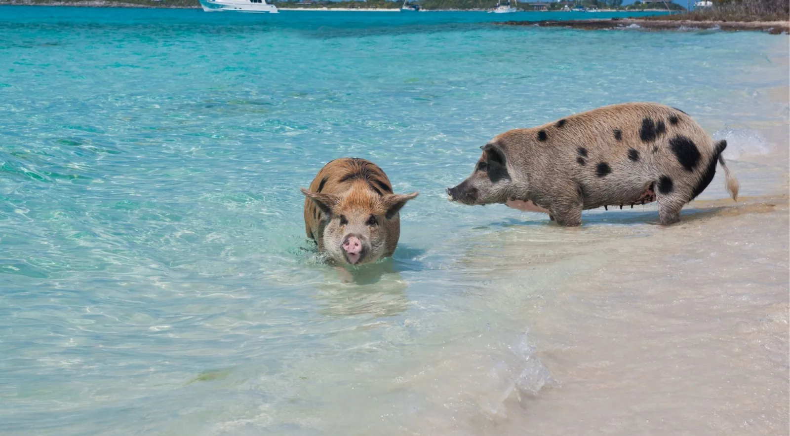 Two pigs walking along the water's edge on a white-sand beach with boats moored in the bay behind