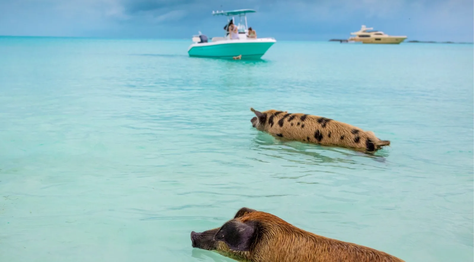 Two pigs swimming in flat turquoise water with a tour boat and a moored yacht in the distance