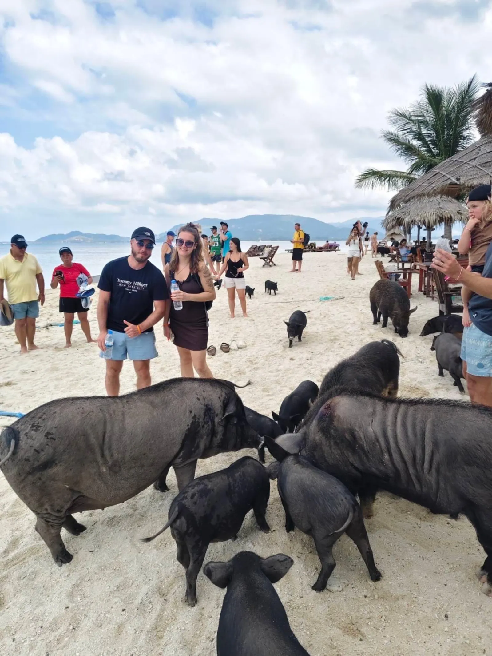 Pigs moving among visitors on the sand, with drinks tables and sun umbrellas behind