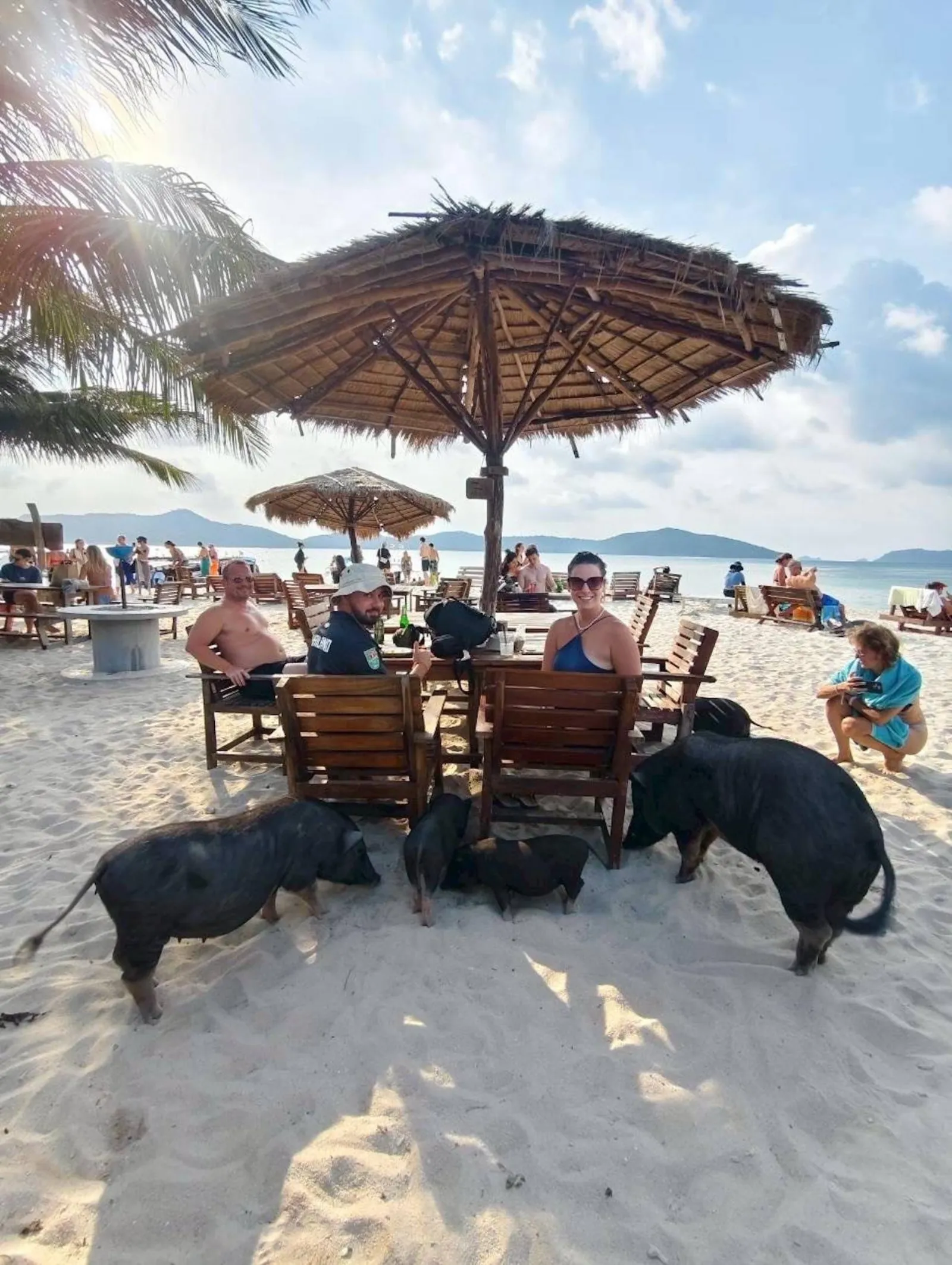Pigs walking between the tables of the beach restaurant on Koh Madsum