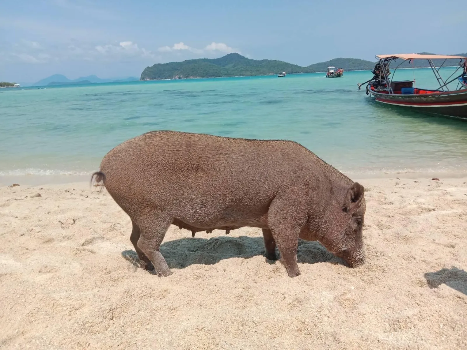A large pig standing on wet sand with longtail boats moored offshore