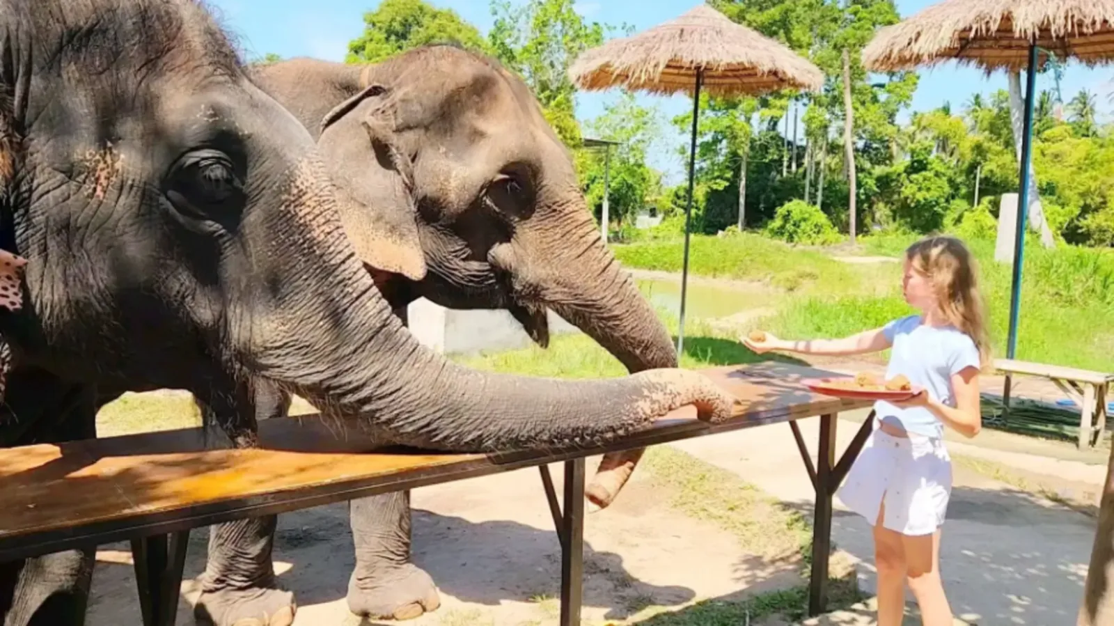 An elephant reaching across the feeding platform towards a visitor