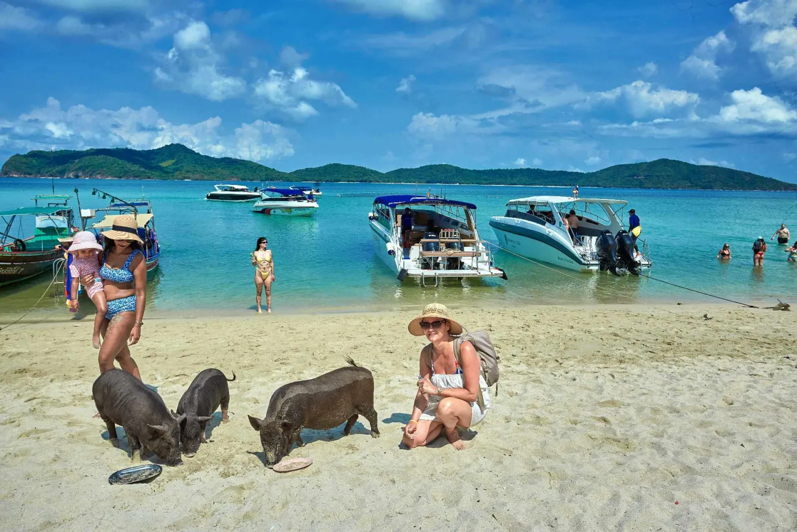 Pigs on the sand beside visitors, with speedboats moored a few metres offshore