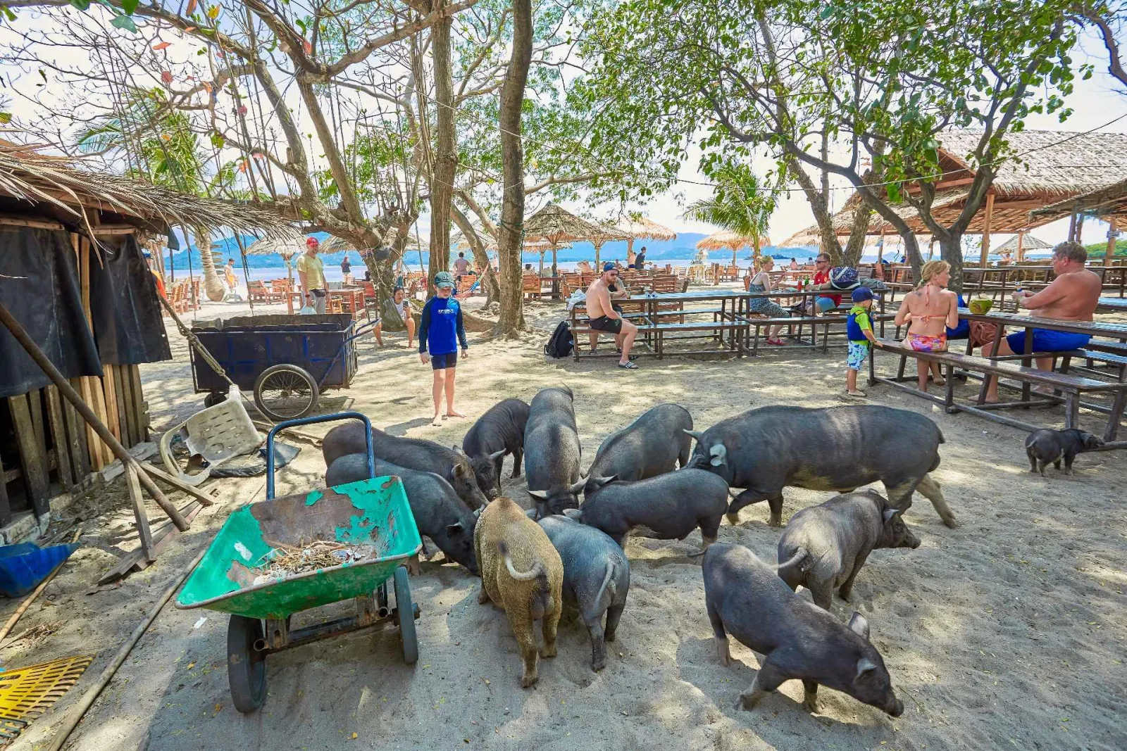 A group of black pigs feeding around a wheelbarrow in the shade behind the beach