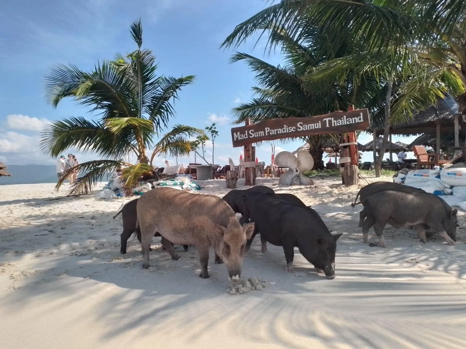 Pigs on the sand under coconut palms beside the Mad Sum Paradise Samui Thailand sign