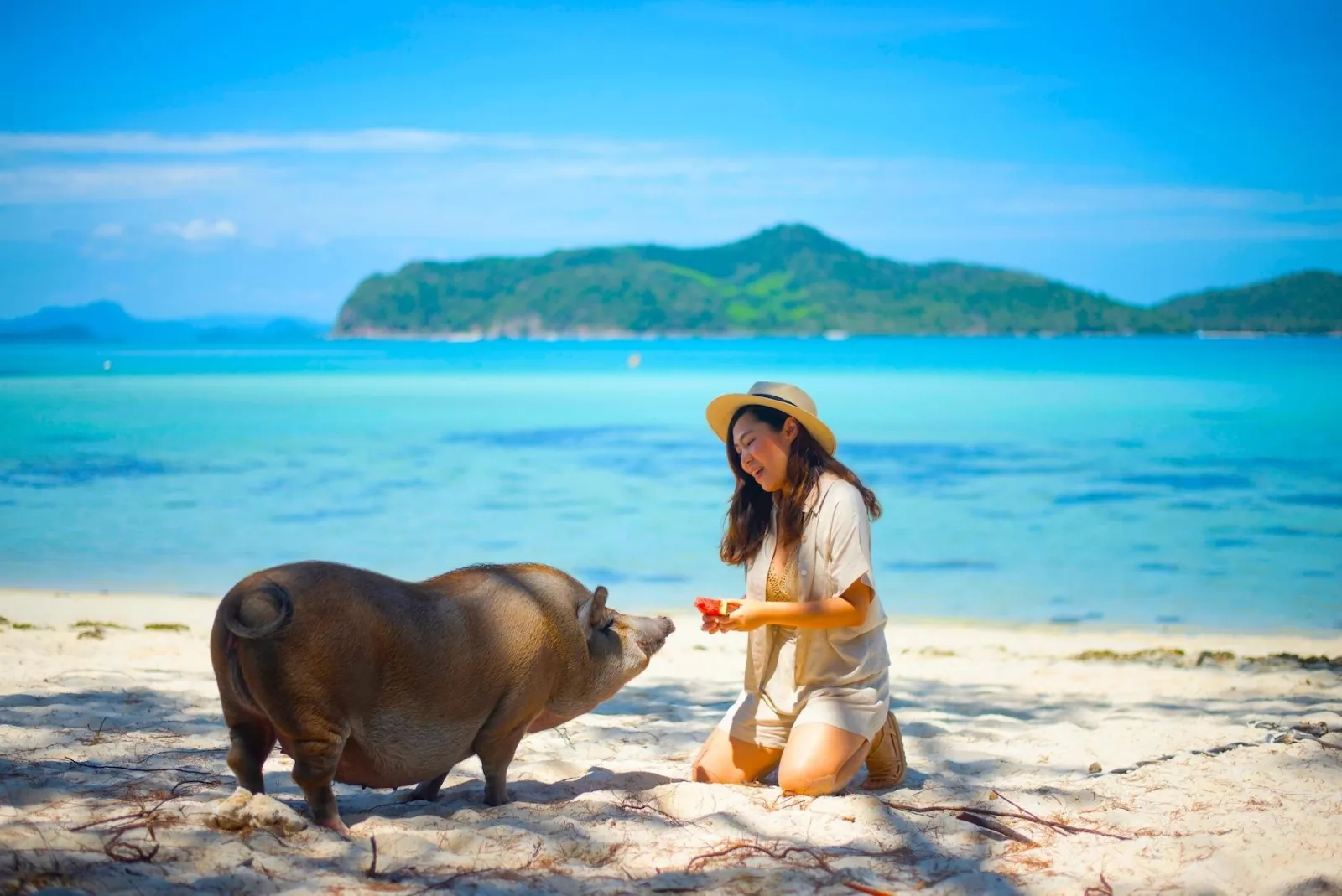 A visitor kneeling on the sand feeding a pig, with the bay behind
