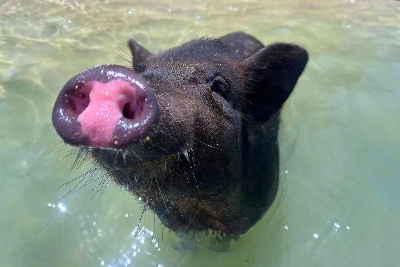 Close-up of a pig snout at the surface of clear shallow water