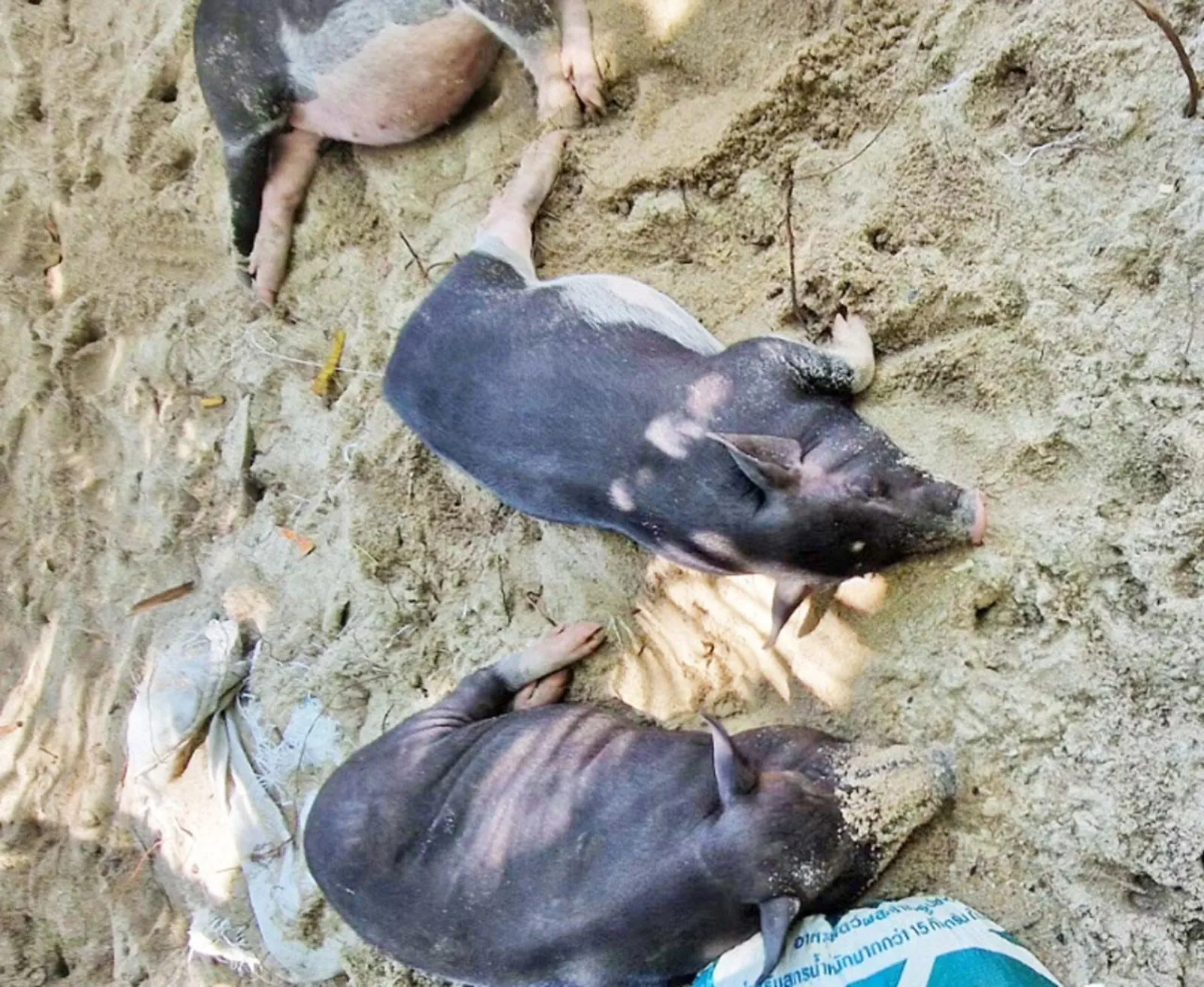 Two pigs resting in the shade against a rock face