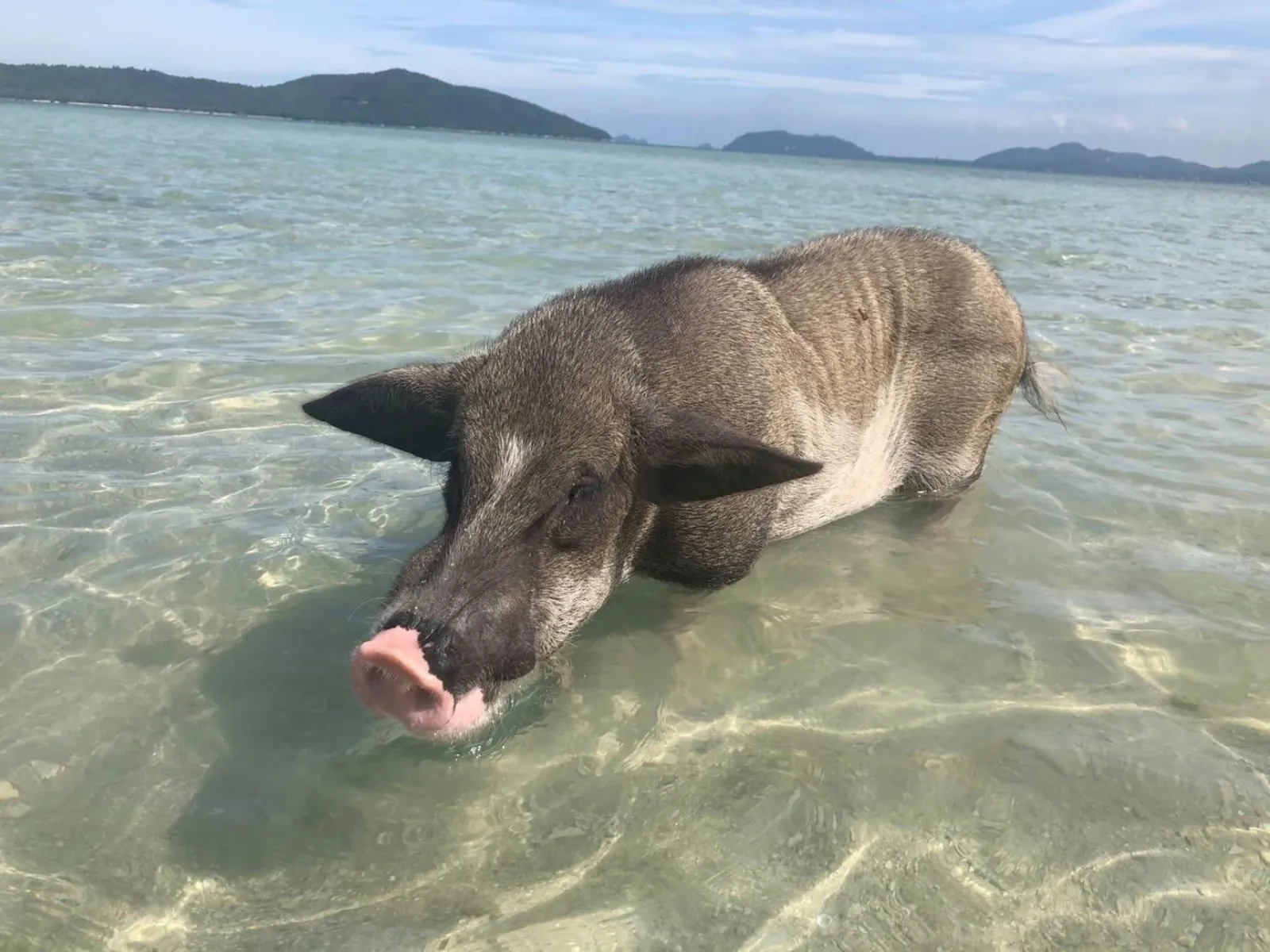 A pig standing in ankle-deep water at the shoreline