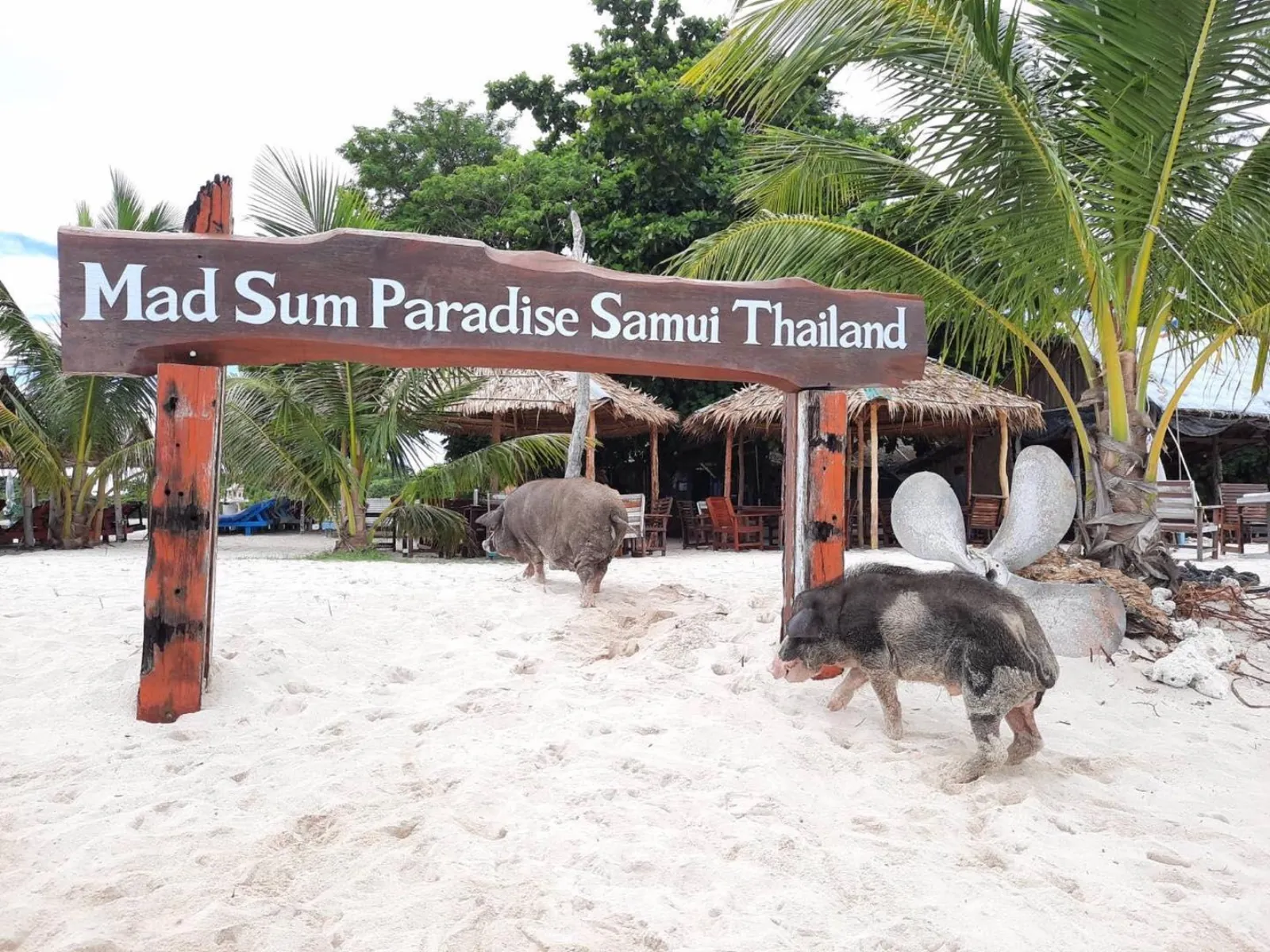 Pigs on the sand beside the Mad Sum Paradise Samui Thailand sign